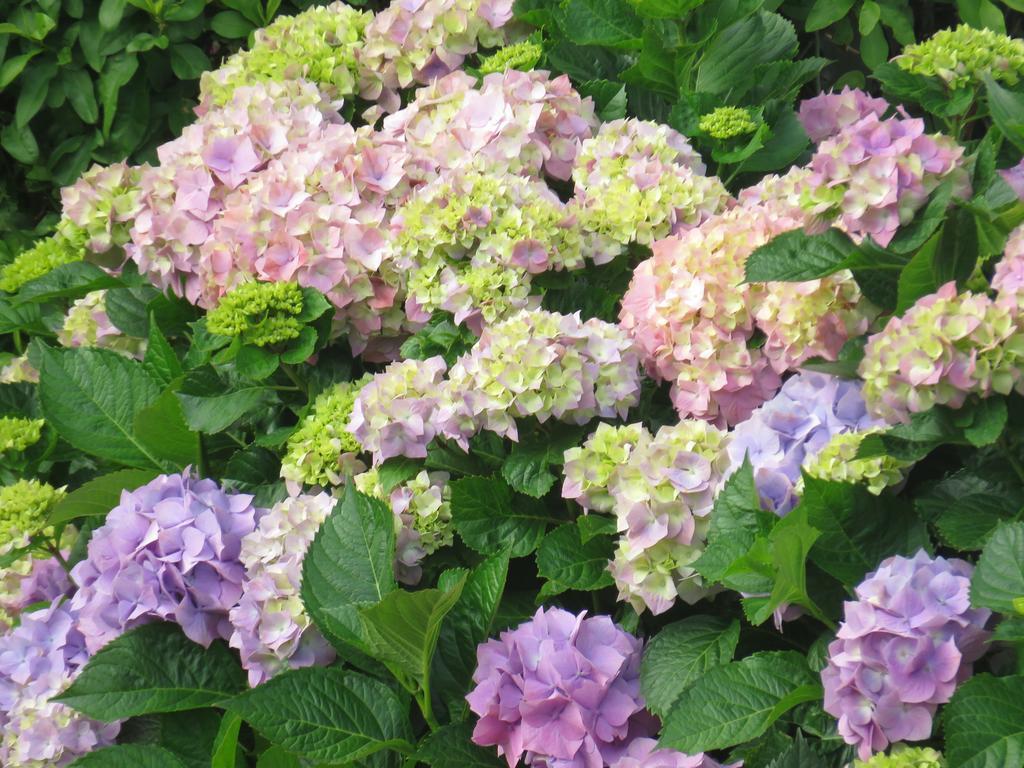 Hortensia Lodge เฮอร์มานุส ภายนอก รูปภาพ