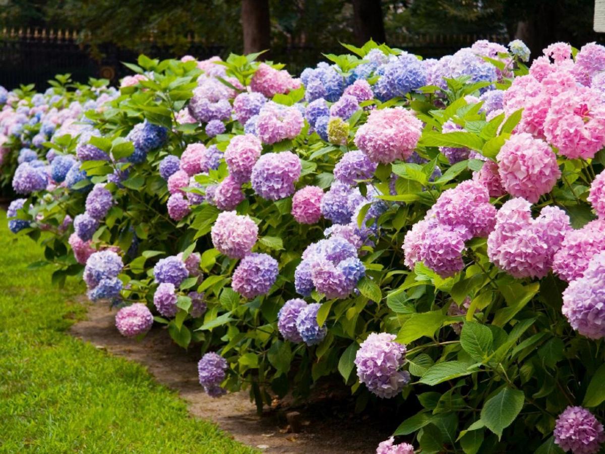 Hortensia Lodge เฮอร์มานุส ภายนอก รูปภาพ